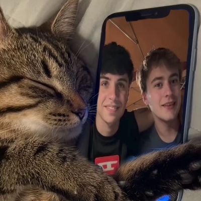 mernoskicats's profile picture. 