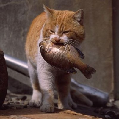 TaterTots674402's profile picture. I like fiiiiiiiiish