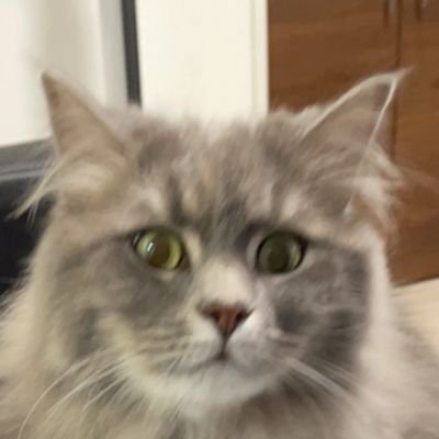 Key_Yahari's profile picture. 病んだらこっち、ブルアカとかプログラミングとか、ほぼフォロー・フォロバしません