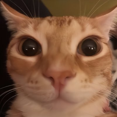 ceaopan's profile picture. sehat, sukses, selamat