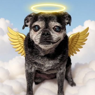 PugnatiousG's profile picture. USAF Veteran. Account dedicated to Angel 'Natious. I miss you sweet baby. 🚫Porn 🚫 Politics.  #TikiMyHeart 🌈#NinaAngel  🌈 #BelovedPhoenix 🌈 #Cookie🌈