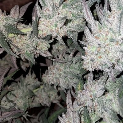 smokesalot421's profile picture. LET'S GROW 🌱NOT BUYIN OR SELLIN ANYTHING 🚫🔌LOVE MMA MARY JANE MY 👨‍👩‍👧‍👧🐶🐶 OUTDOORS 🎣 21+ #FUCKCANCER