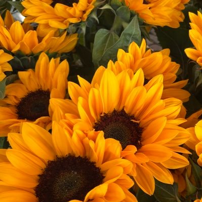 gina4dev's profile picture. 