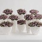 peterson11cho15's profile picture. 