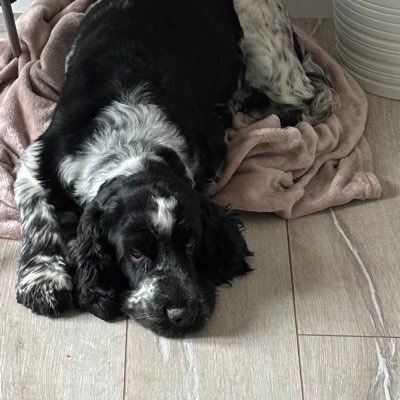 AllywallyM's profile picture. 