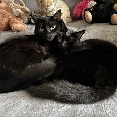 twoblackcats24's profile picture. We are 2 black cats who were adopted in February 2022 & are enjoying life in beautiful BC; our mom loves animals, hockey & racing #adoptdontshop 🇨🇦