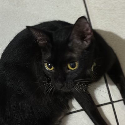 cocozaopodre's profile picture. REMO