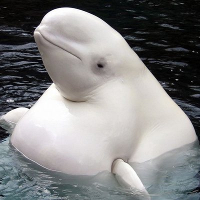 sebasmullo's profile picture. 