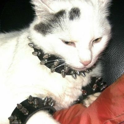 LeisurelyCat_13's profile picture. 