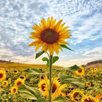 eftyrush's profile picture. 𝓪𝓽𝓪𝓻𝓪𝔁𝔂🍃𝓸𝓵𝓭 𝓼𝓸𝓾𝓵🌻Keanu Reeves ♡ RFJ ♡ ROWOON #로운 #로밍 ♡YoonKyeSang #윤계상 ♡ #g5d #지오디 ♡ KangMinHyuk #강민혁 ♡ SongSeungHeon #송승헌 ♡