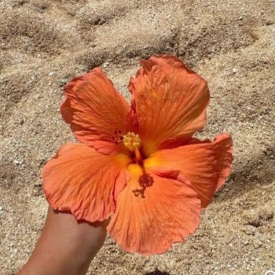 seinferior7's profile picture. Obsessed with sharks & ESTJs 🌞🪸🌺