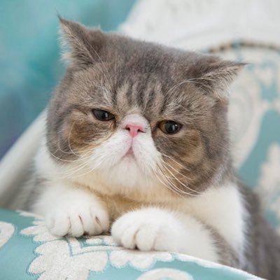 Chaimu196430's profile picture. 