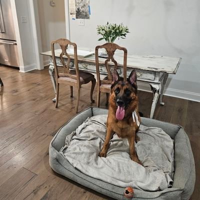 spence99786's profile picture. America first 🇺🇸 get jews out of American media and banks. Hotty Toddy. SEC. Commercial Electrician ⚡️⚡️