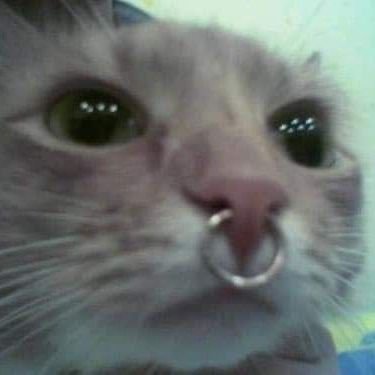 _a_kitty_ket's profile picture. relax it's clip on