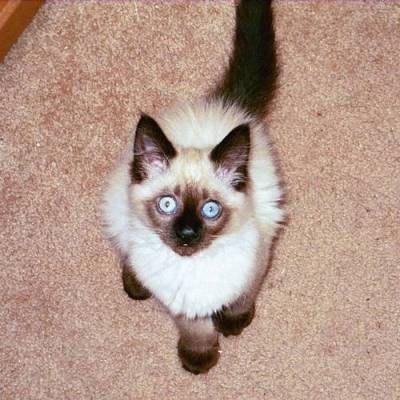 WickedGlitter1's profile picture. I rescue animals when I can. I hate it when things aren't fair.