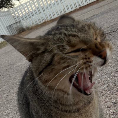 nik_dane's profile picture. don’t think