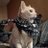 Toycat470772's profile image