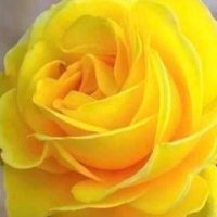 طوق الياسمين (@nsreen724) 's Twitter Profile Photo