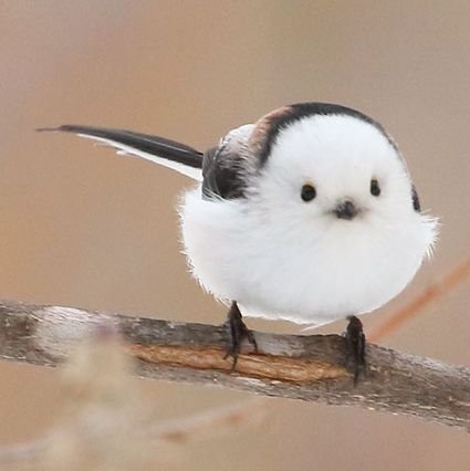 KuriKumi93's profile picture. ※迷惑なフォロー申請が大量に来るので悪質な場合、ミュート。ブロックは勿論、通報措置します。
ステンシル版画を中心に制作をしてますがこの名前はしばらくお休みさせていただきます・・。そして鍵アカに変えて気が向いたときだけイイネとかはつけさせていただきますm(__)m