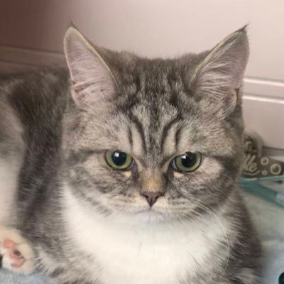 jackdream8's profile picture. 身价不够五毛，有猫孩子了