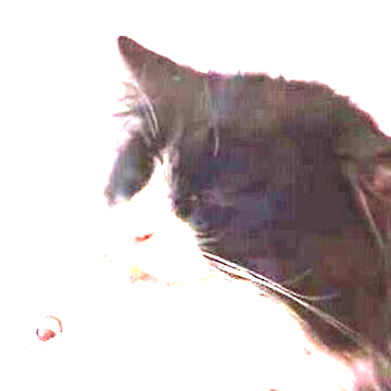 Emperess_corp's profile picture. play @kamigotchiworld