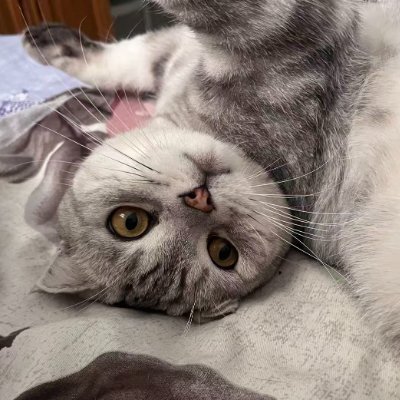 四季豆（互fo）