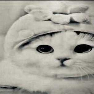 UN156414954's profile picture. 