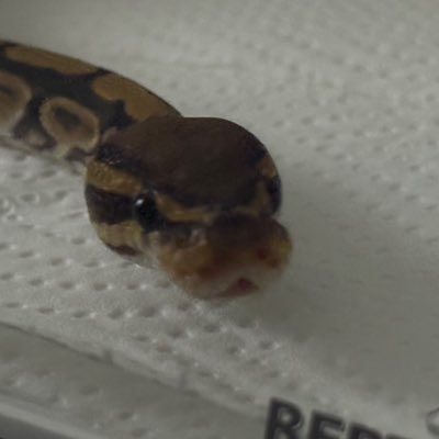 yagituber0's profile picture. 人間です