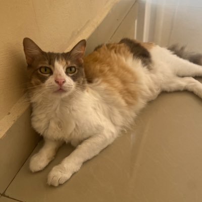 JulianKroko's profile picture. ya perdí la cuenta de cuántos gatos tengo