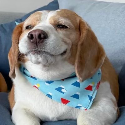 Cheesee_97's profile picture. 👉部分素材搬运自网络，若侵权，请联系删除 👉有关必回 定期清理，每日上线回关 漏fo请私信👉诚邀大家关注@puppy_camel 防止失联 一起继续愉快玩耍