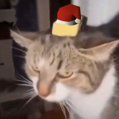 avgcryptoguy's profile picture. mediocre trader, extraordinary cat poster