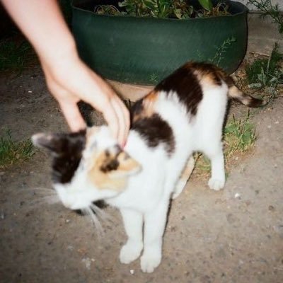 pigaboou's profile picture. 有缘千里来相, 无缘对面不相逢