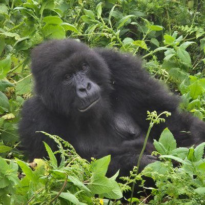 hernan_sr's profile picture. eliminen el voto obligatorio y TikTok.