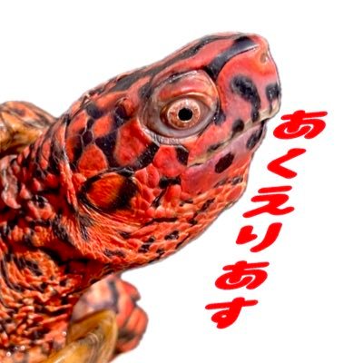 aquarius_aquari's profile picture. 屋号「あくえりあす」動東第351号、繁殖種は亀ミツユビ、フロリダハコガメ、ミシニ、ヒメニ、キボシ、ヨロポン、中国セマル、ブランディング、モリイシ、ニホンイシガメ。問い合わせは下記のwebアドレスのブログの取引方法を見てから。DMで名無しは返答しません。名前、県名。投稿の「販売」「値段」以外は売り物ではない。自無フォロ❌