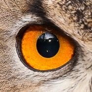 11ini7's profile picture. °