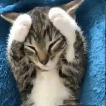 reboucassx's profile picture. 