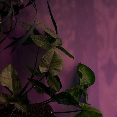 __Hura's profile picture. ||Arsenal ♥️||Moneyfesting||Plant Lover||Aesthetics and Everything in-between||