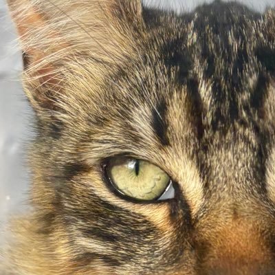 nicieramara's profile picture. 