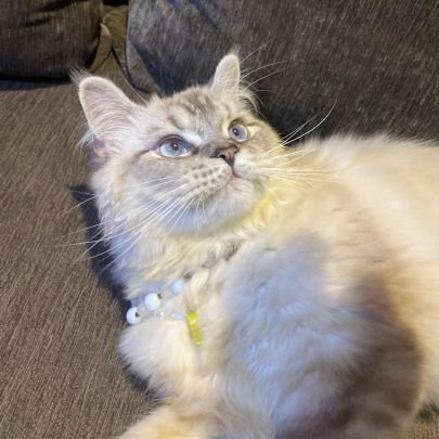 EchoesPet's profile picture. UX Researher * Pet lover* entreprenuer.