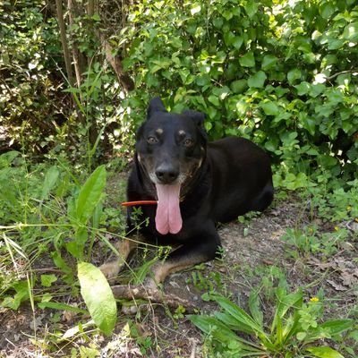 brigitte9351's profile picture. Je m'appelle Adrien et je suis un patriote👊💪 français🇨🇵 chrétien✝️⛪ aimant❤ sa famille❤ son pays🇨🇵 est Jésus✝️⛪ plus que tout autre chose.