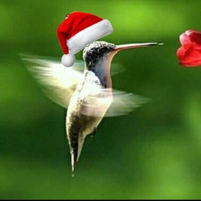 colibriii's profile picture. A Survivor, with stories to tell.

Asunción and New London