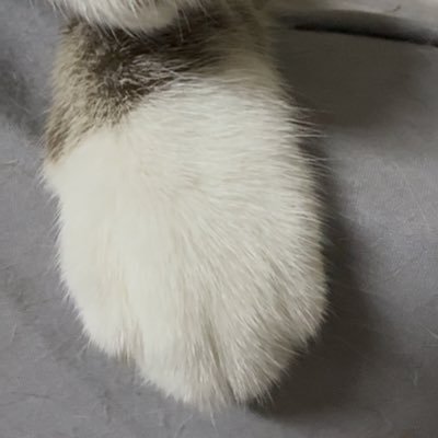 ianLiew1533's profile picture. 