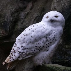 NoelH37589210's profile picture. 