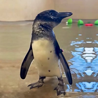 kodifanpage's profile picture. All fees directed to @Tanganyikapark Zoo