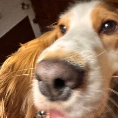 lucecitasmind's profile picture. quiet mind's a loaded cannon, who's it aimed at now?