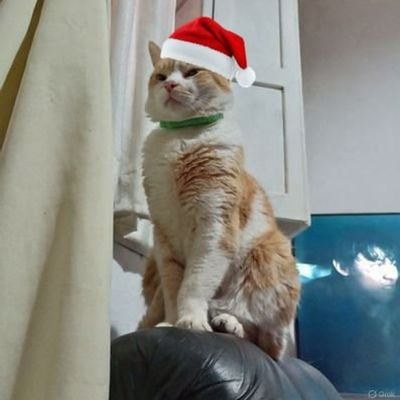 _GatoNaranja_'s profile picture. El gordo fue afiliado a la unión cívica radical porque eran los mejores culos de la década de los 80