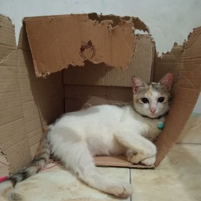 keripik_potato's profile picture. Cats: Oreo 🥀, kopi 🥀, ndud-ndud, sawi 🥀, wortel🥀, ebes, ucil, oyin