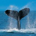 Pam Watts - @MeSpooky - Twitter