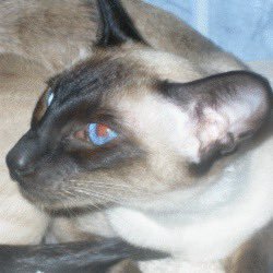 biskitting's profile picture. 