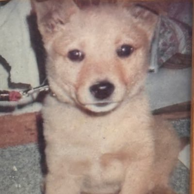 Tweeting_Japan's profile picture. 料亭のテクノ